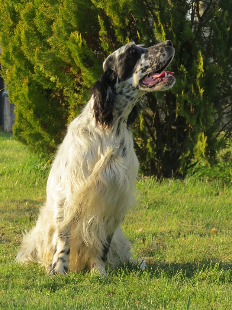 Shelby Du Terroir De Saintonge