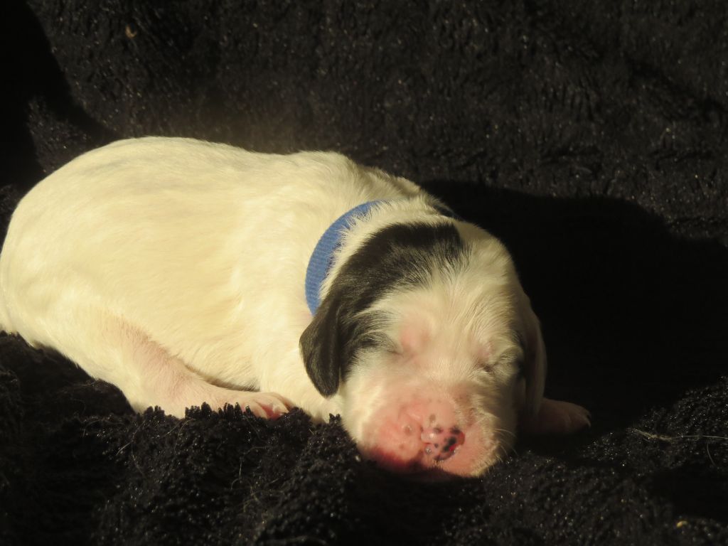 Du Terroir De Saintonge - Chiot disponible  - Setter Anglais