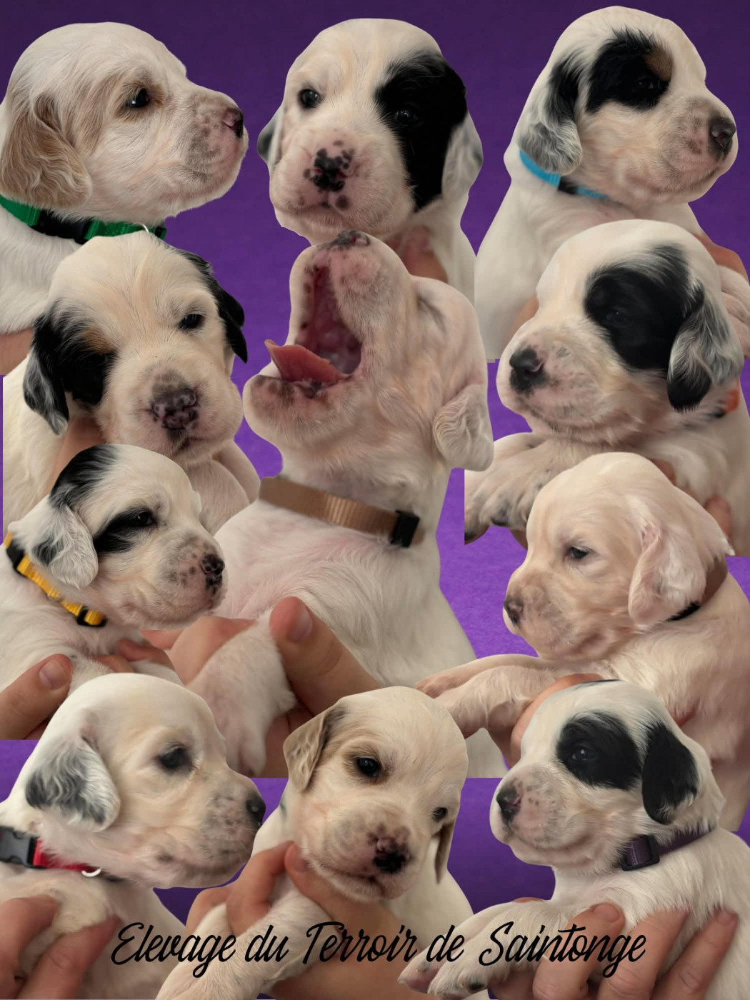 Chiots setter anglais tricolore, bluebelton et lemon