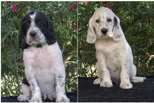 Du Terroir De Saintonge - Chiots setters anglais à vendre