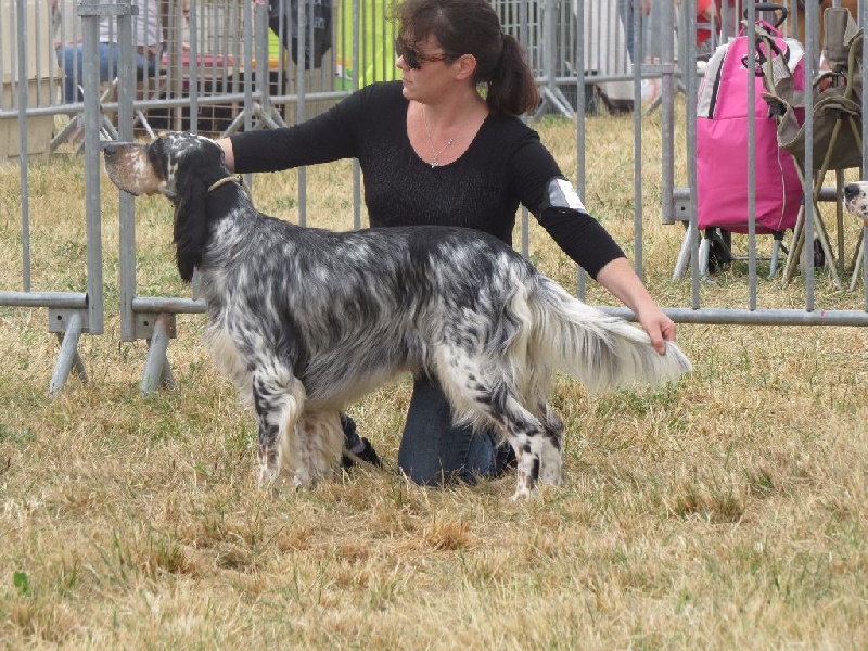 Exposition canine Auch 2015