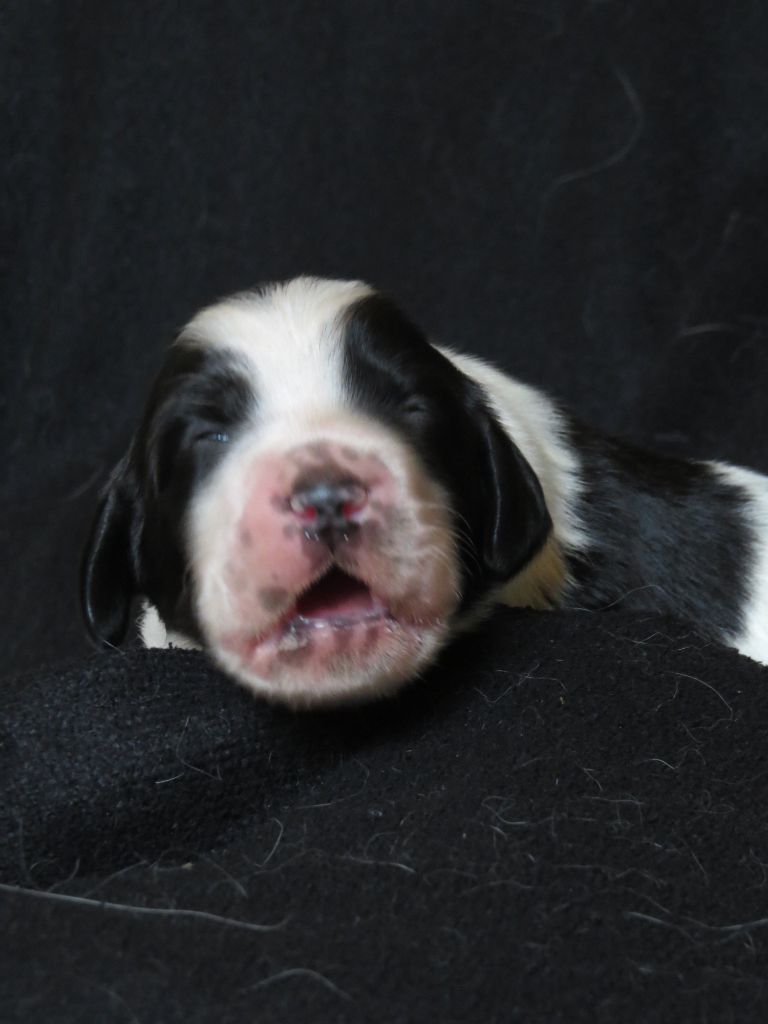 Du Terroir De Saintonge - Chiots disponibles - Setter Anglais
