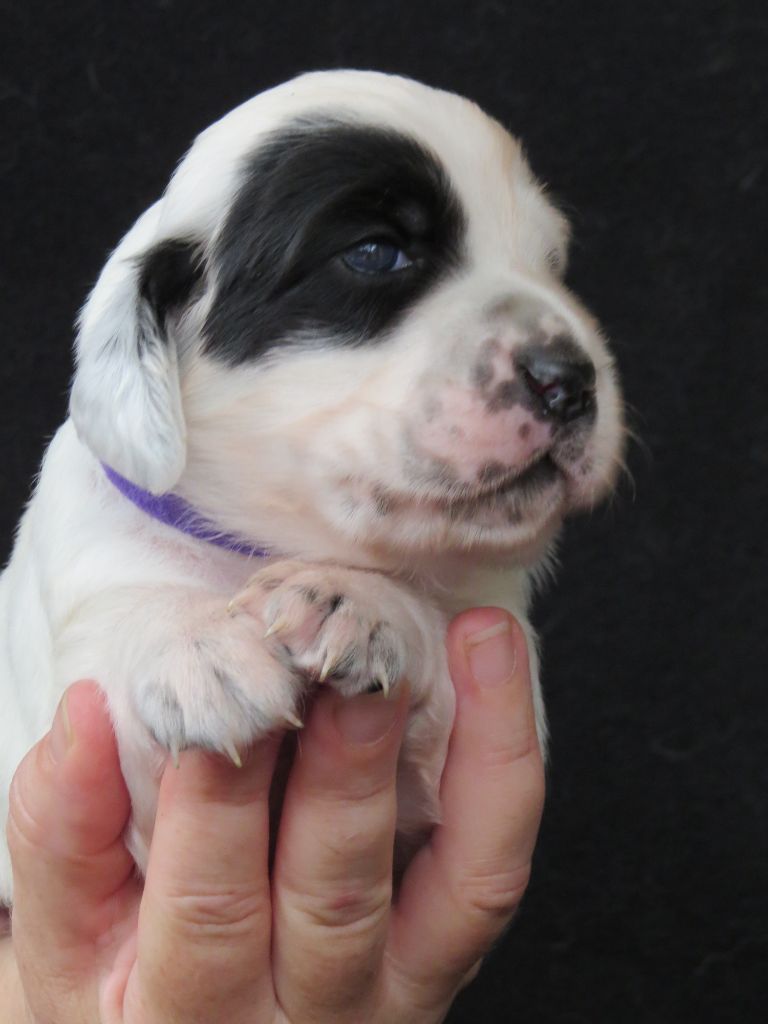 Du Terroir De Saintonge - Chiots disponibles - Setter Anglais