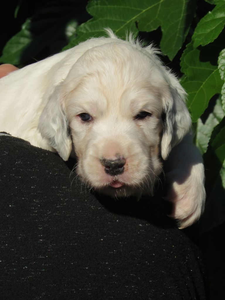 Du Terroir De Saintonge - Chiots disponibles - Setter Anglais