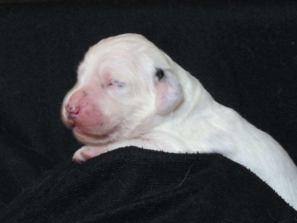 Du Terroir De Saintonge - Chiots disponibles - Setter Anglais