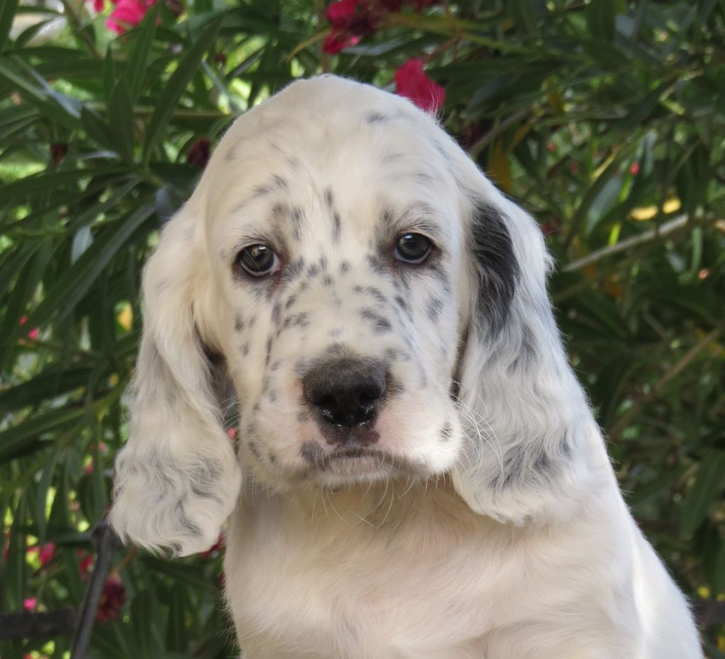 Du Terroir De Saintonge - Chiots disponibles - Setter Anglais