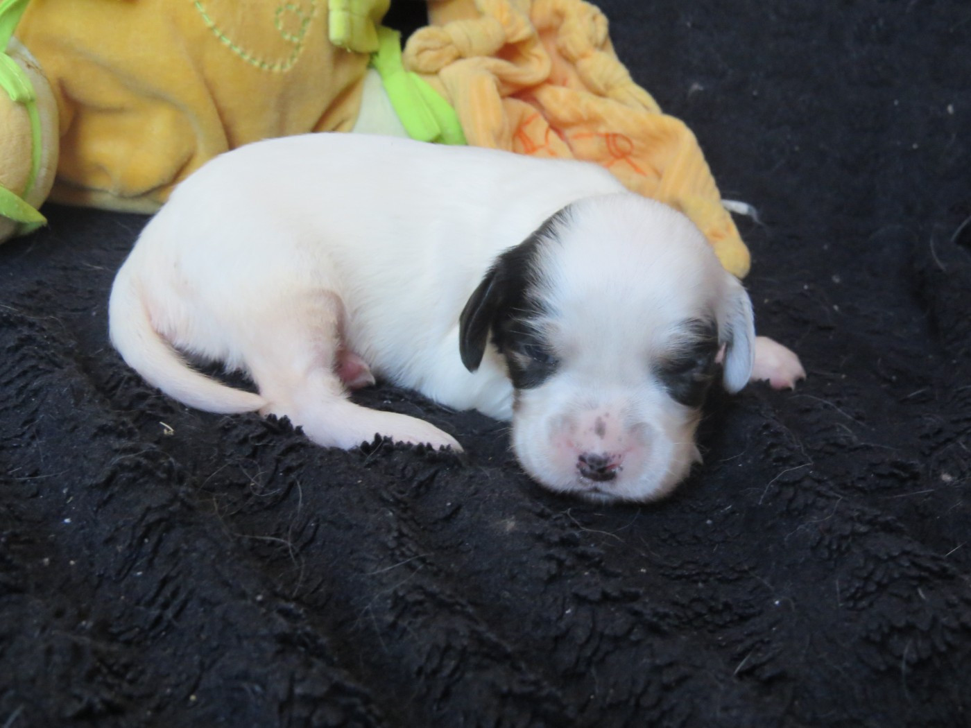 Du Terroir De Saintonge - Chiots disponibles - Setter Anglais