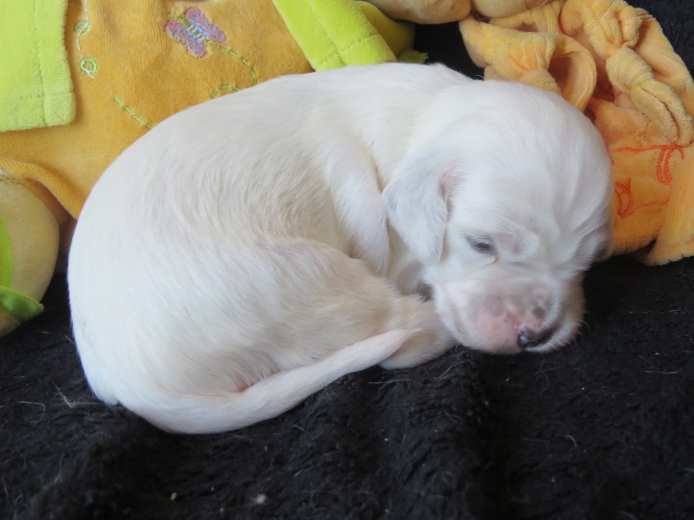 Du Terroir De Saintonge - Chiots disponibles - Setter Anglais