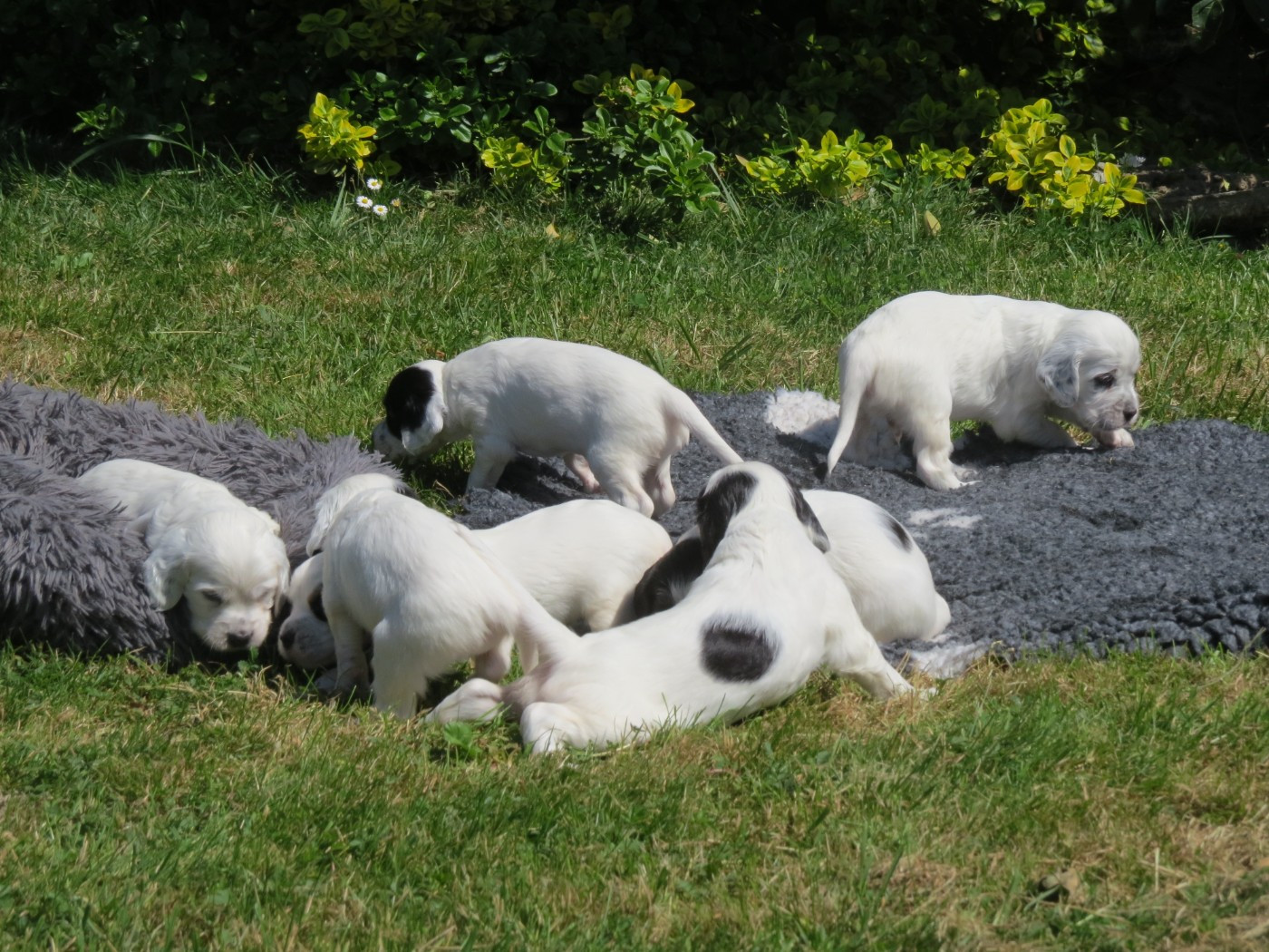 Chiot Setter Anglais Du Terroir De Saintonge