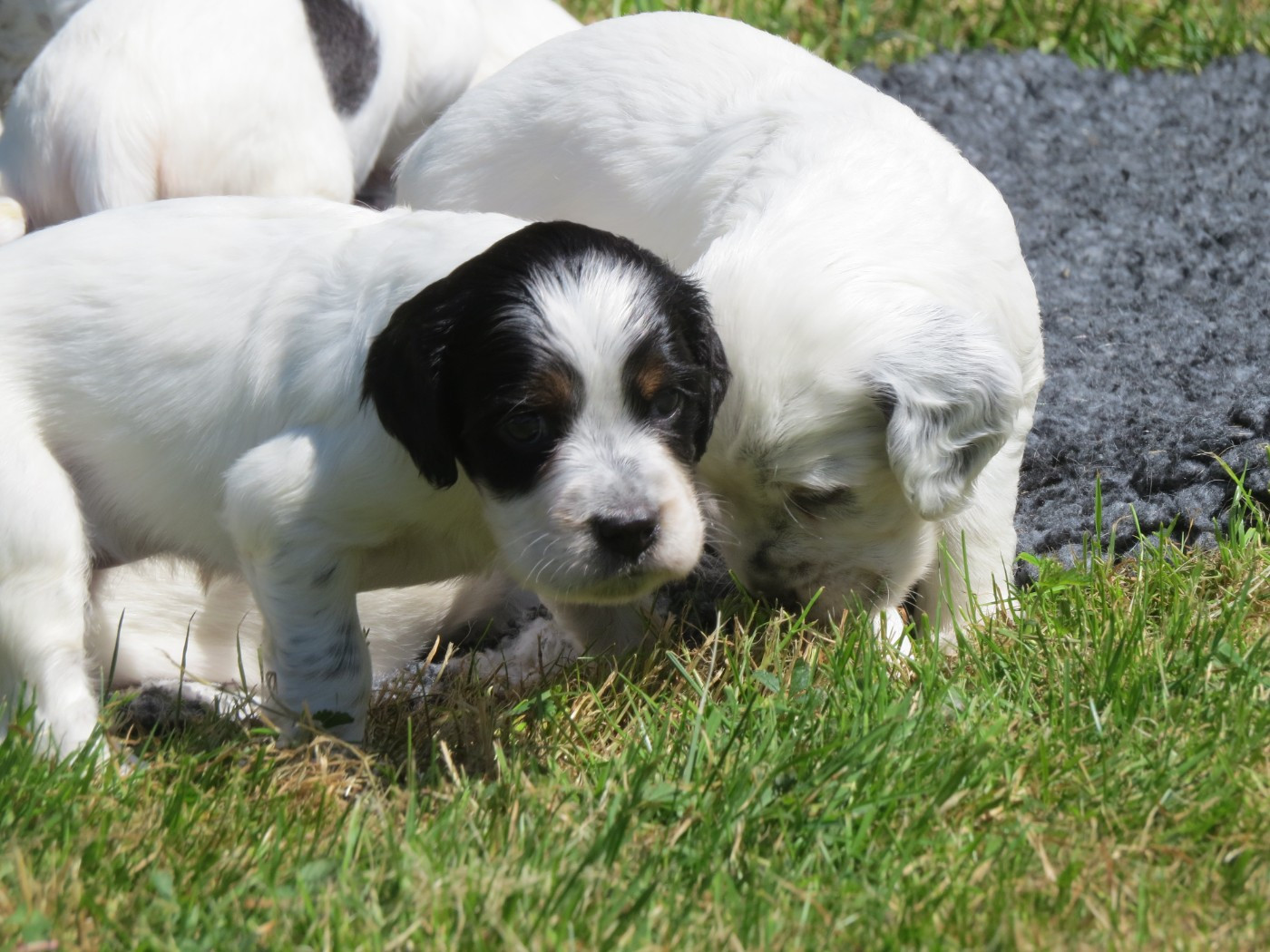 Du Terroir De Saintonge - Chiots disponibles - Setter Anglais