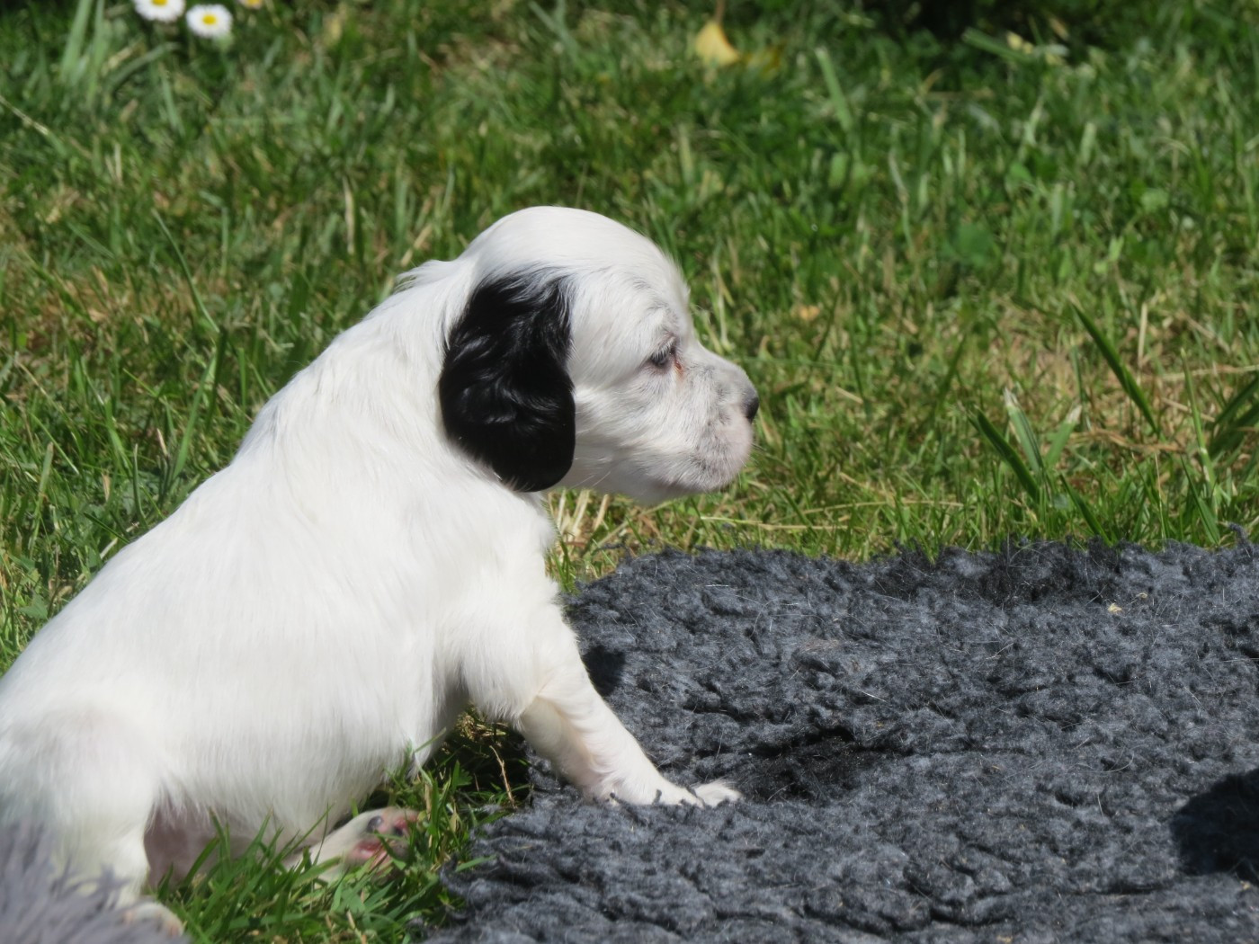Du Terroir De Saintonge - Chiots disponibles - Setter Anglais