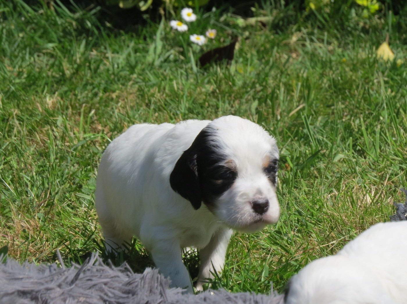 Du Terroir De Saintonge - Chiots disponibles - Setter Anglais