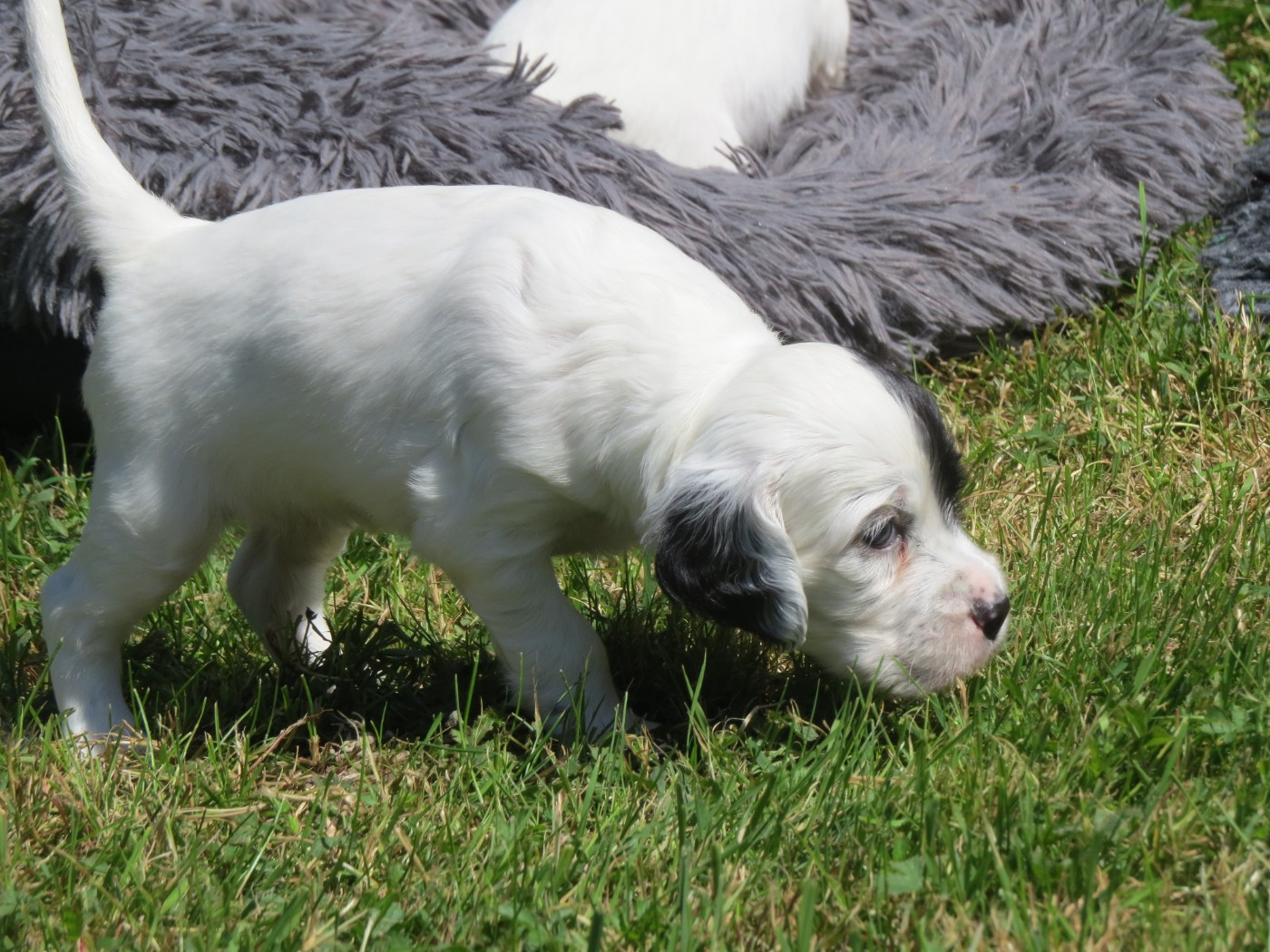 Du Terroir De Saintonge - Chiots disponibles - Setter Anglais
