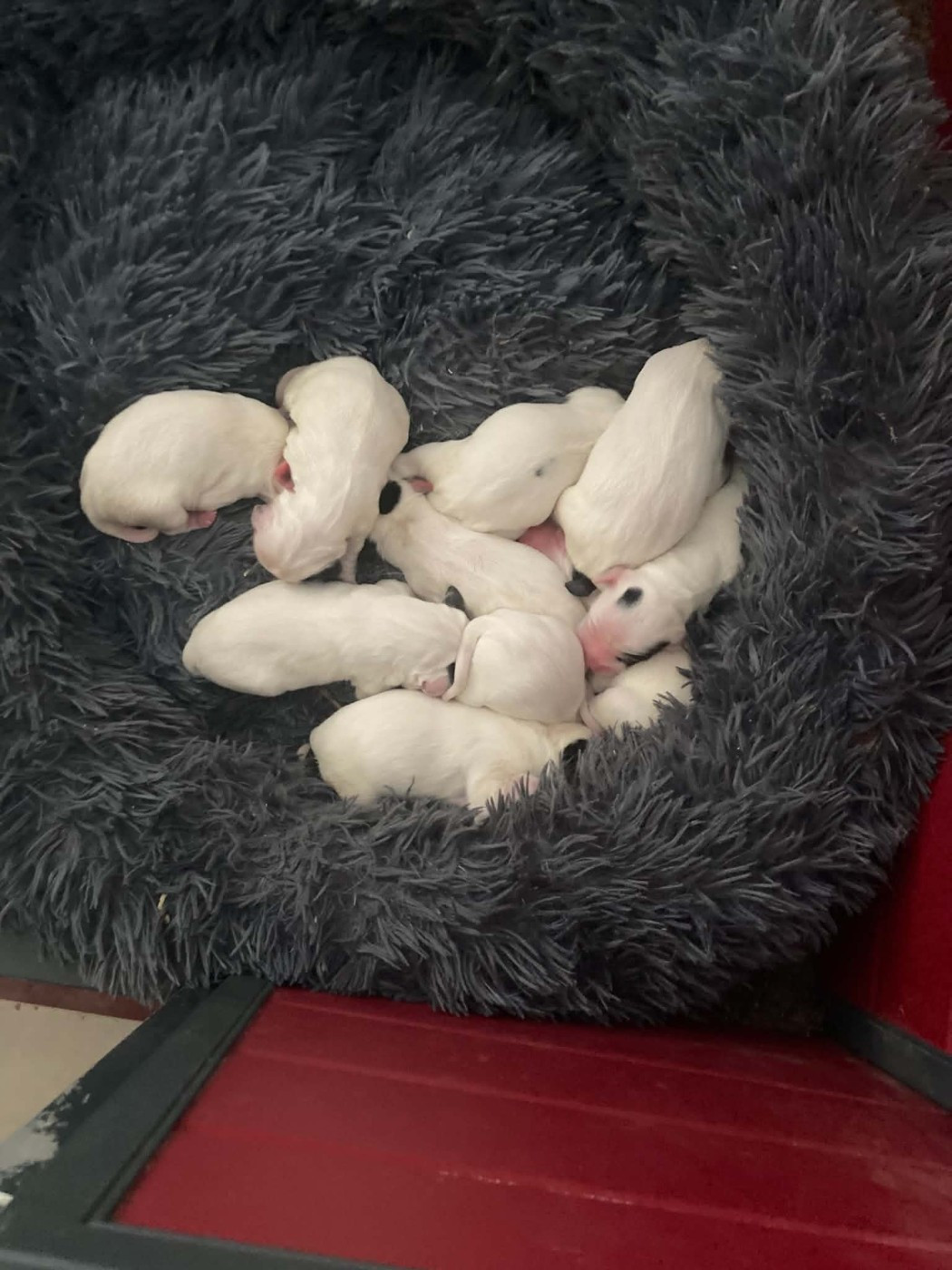 Chiot Setter Anglais Du Terroir De Saintonge