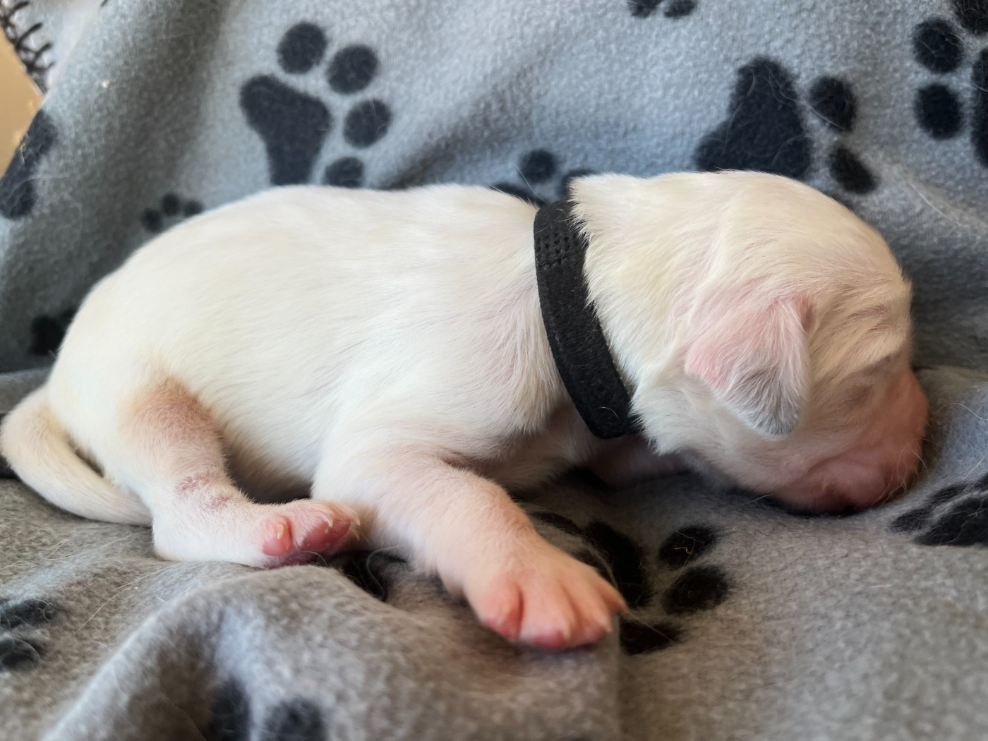 Du Terroir De Saintonge - Chiots disponibles - Setter Anglais