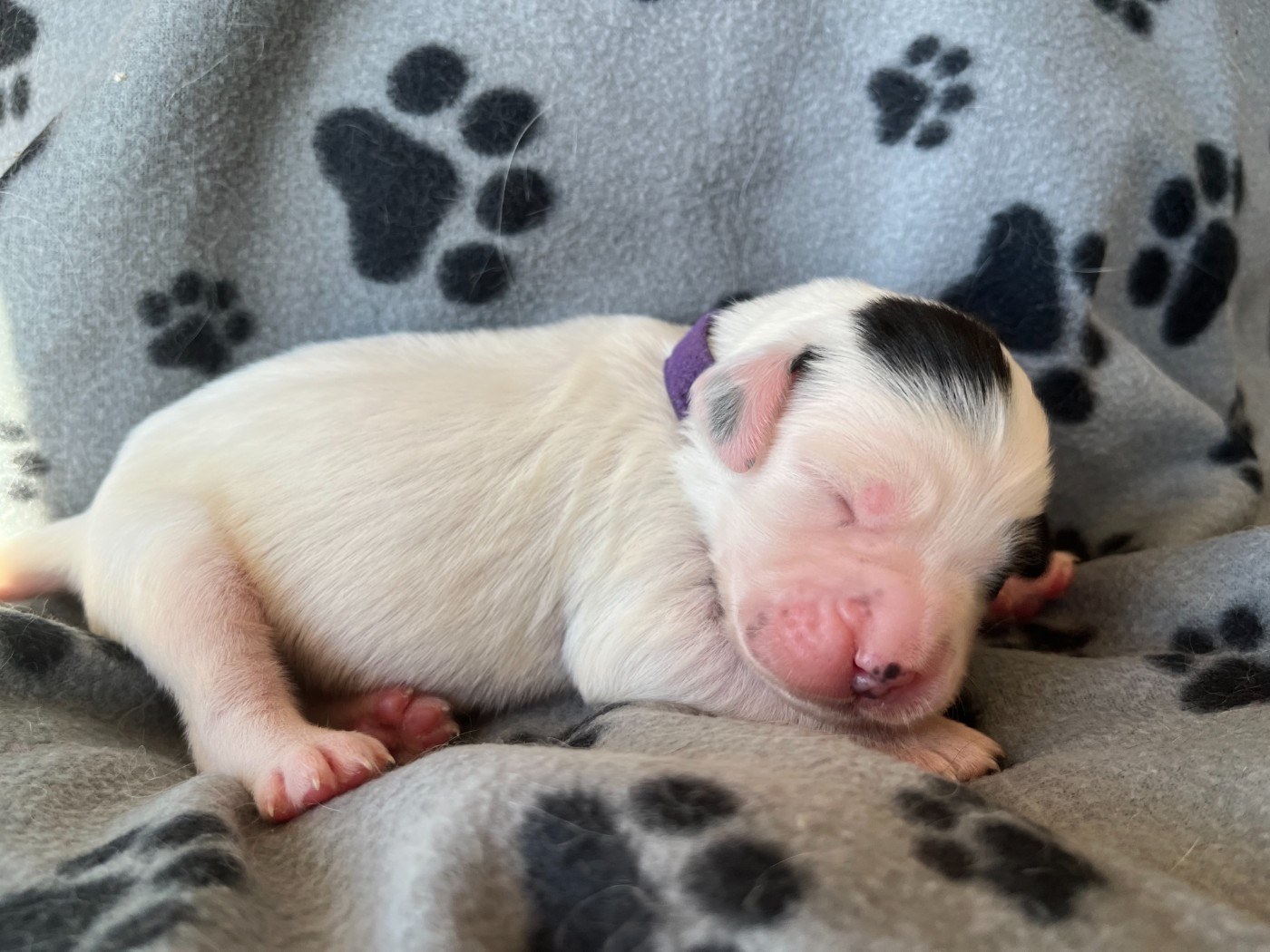 Du Terroir De Saintonge - Chiots disponibles - Setter Anglais