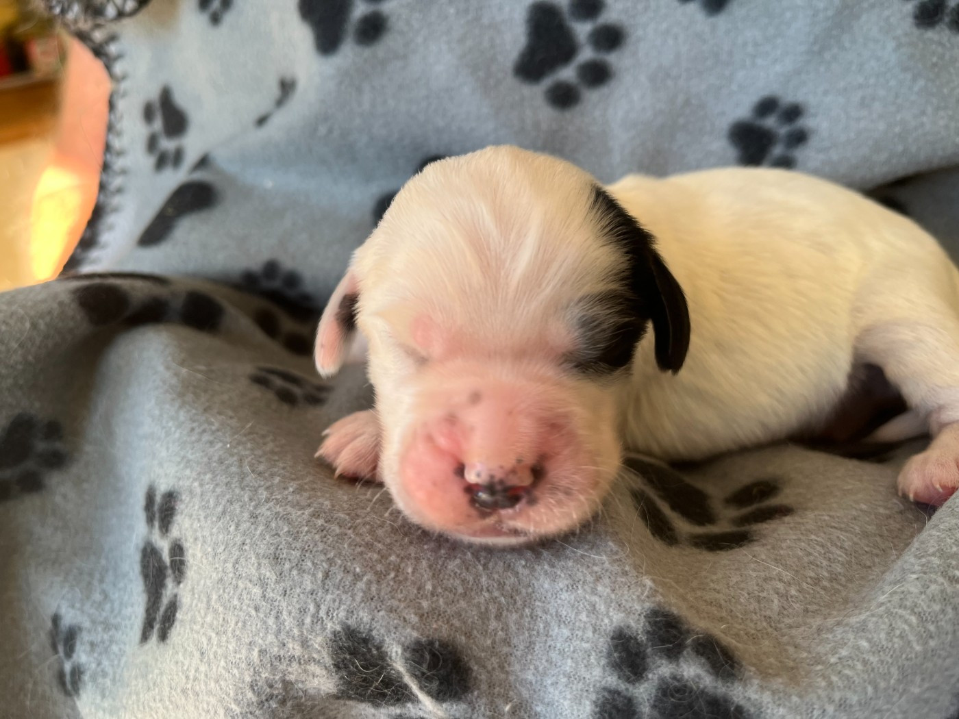 Du Terroir De Saintonge - Chiots disponibles - Setter Anglais