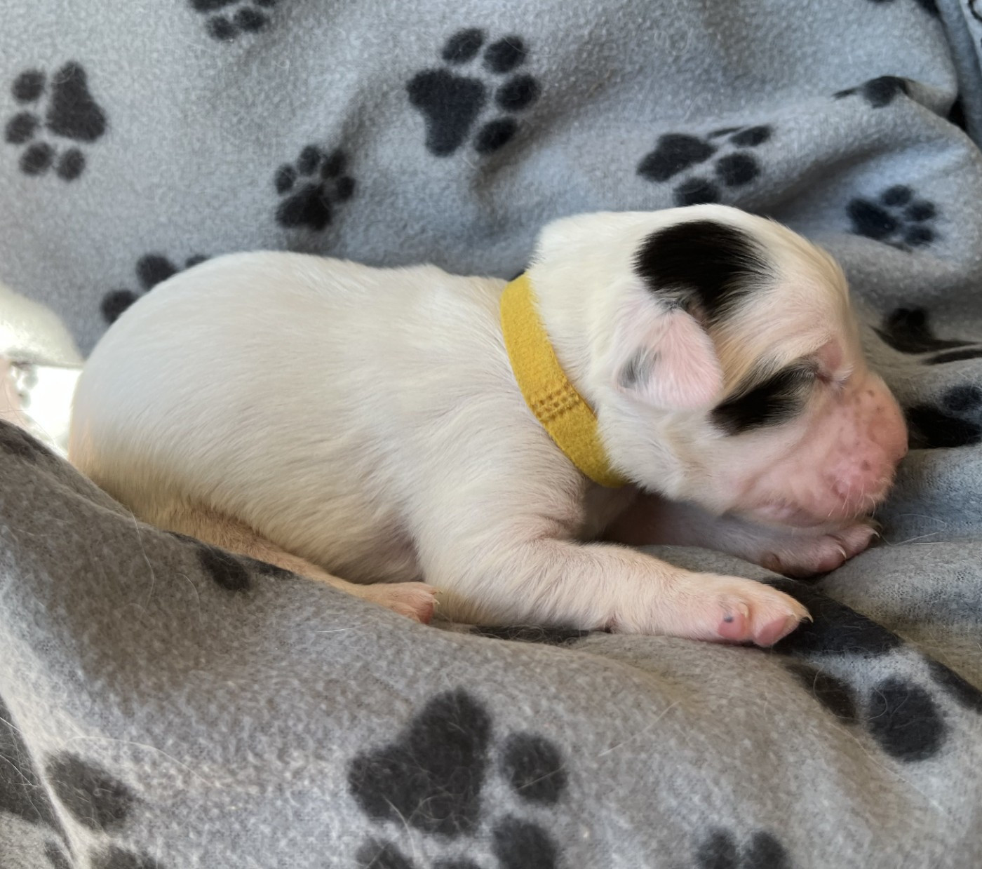 Du Terroir De Saintonge - Chiots disponibles - Setter Anglais