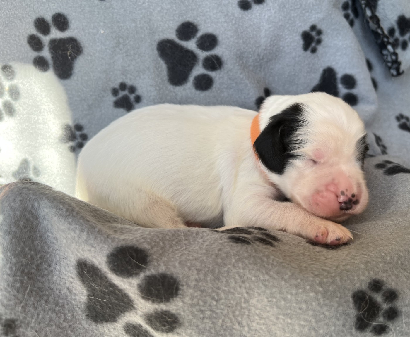 Du Terroir De Saintonge - Chiots disponibles - Setter Anglais