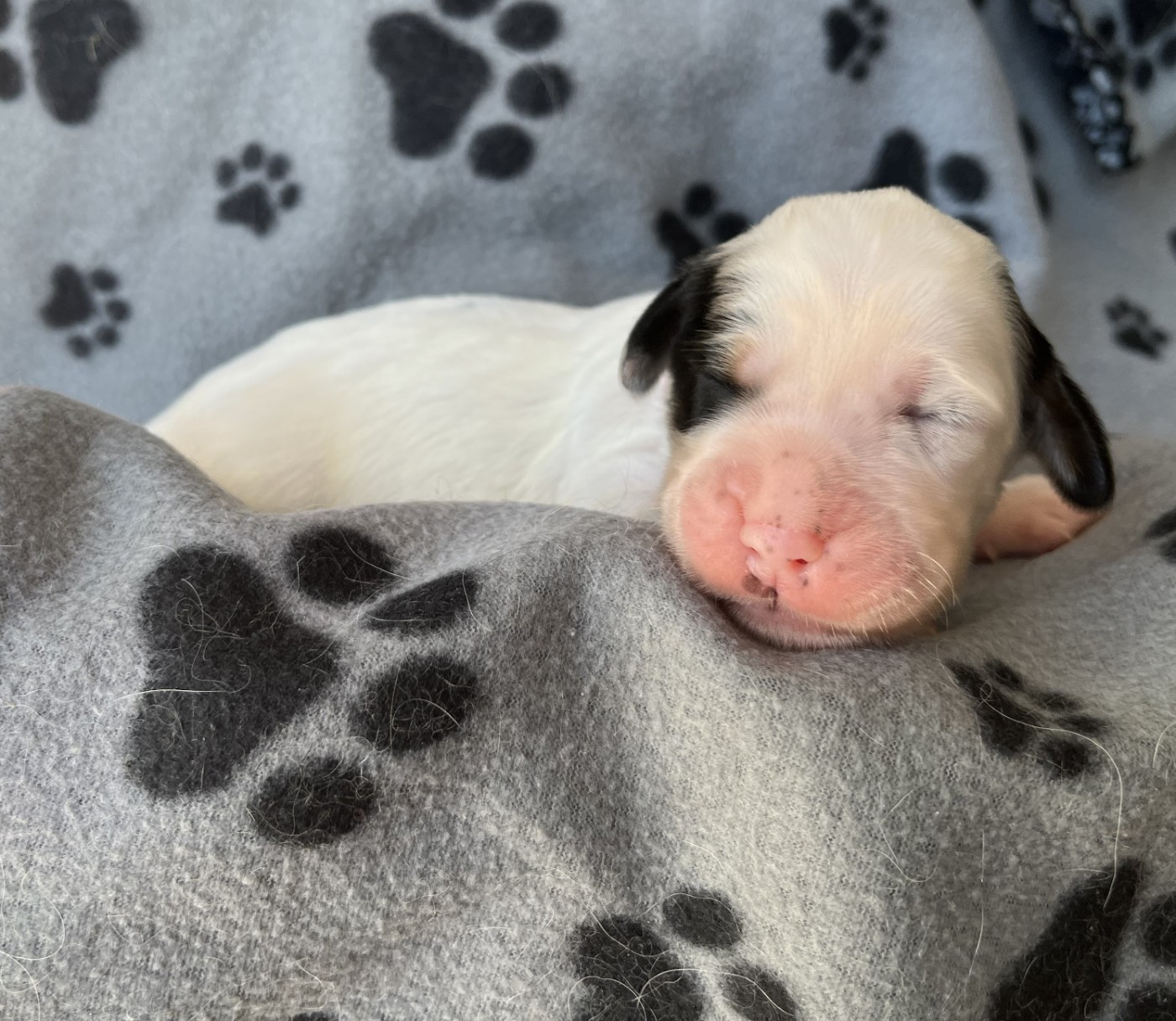 Du Terroir De Saintonge - Chiots disponibles - Setter Anglais