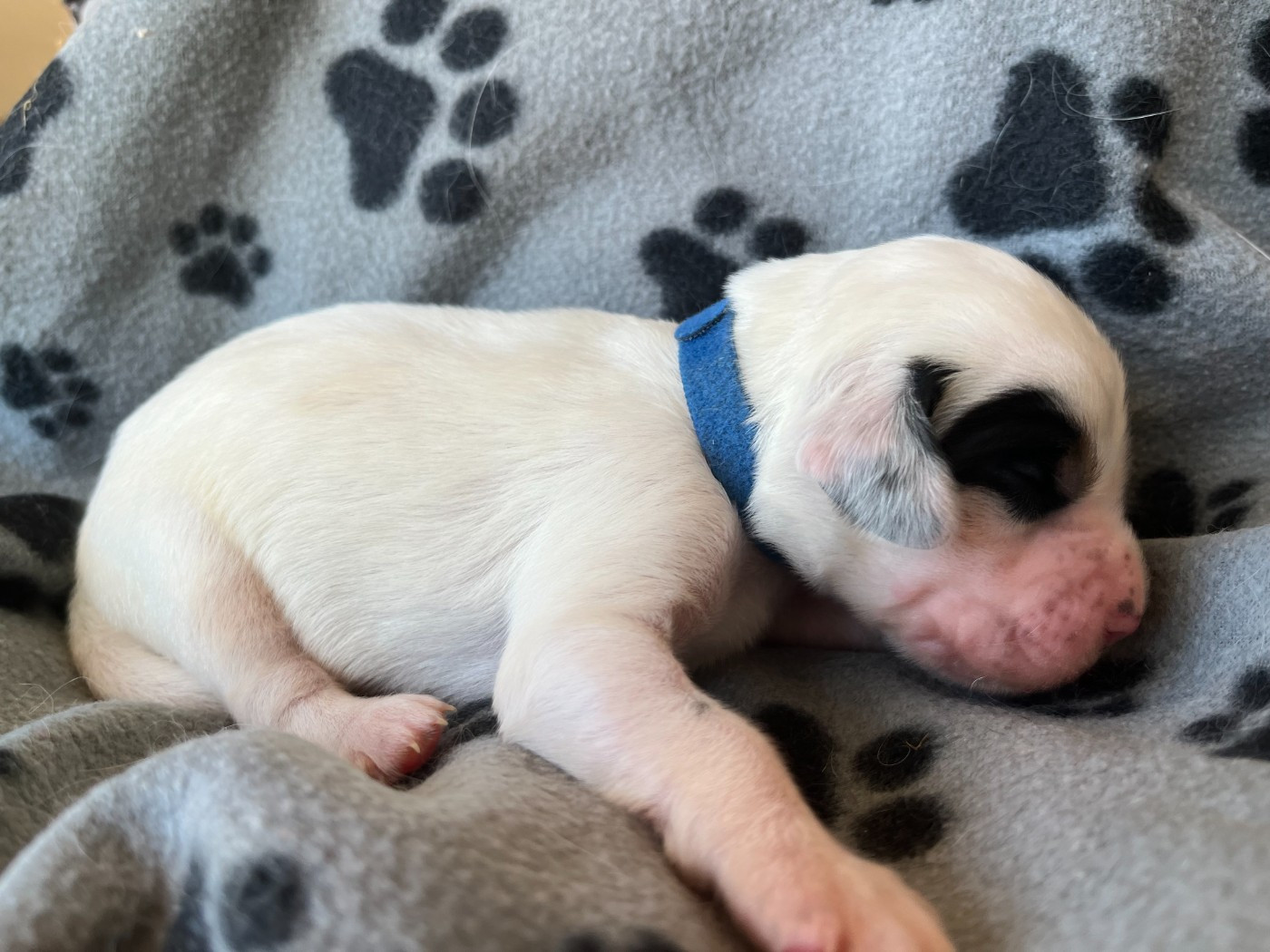 Du Terroir De Saintonge - Chiots disponibles - Setter Anglais