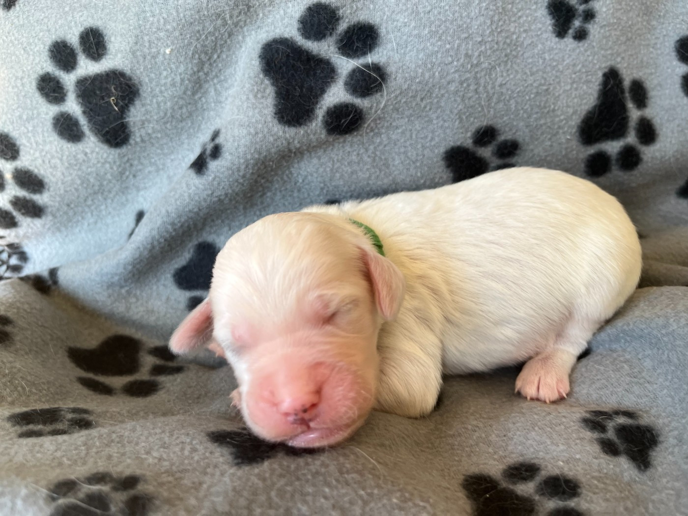 Du Terroir De Saintonge - Chiots disponibles - Setter Anglais