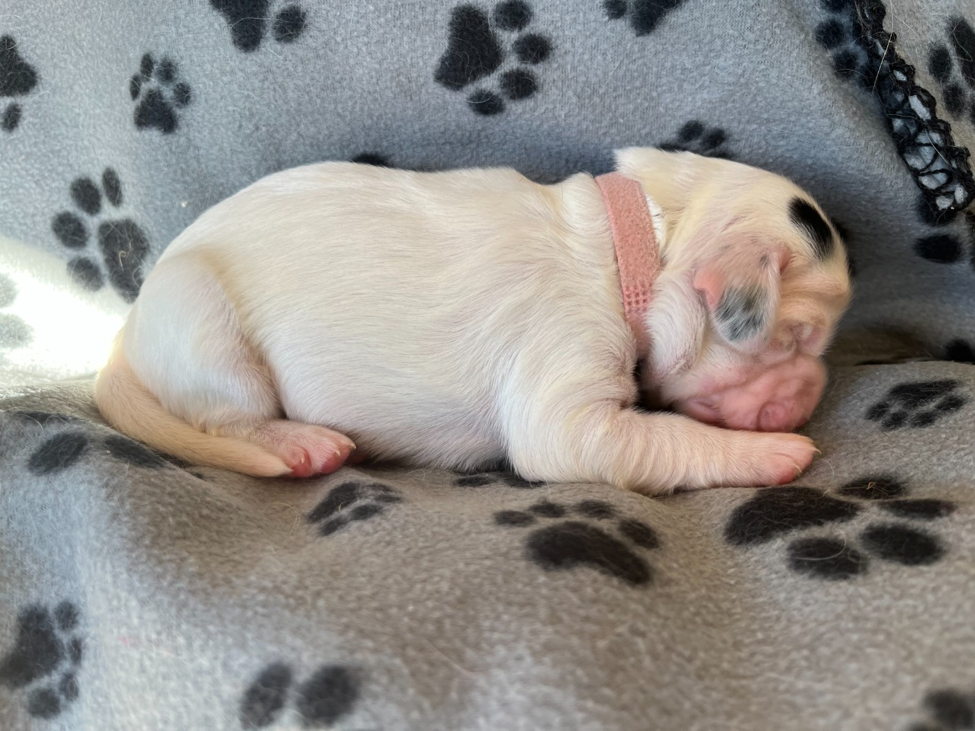 Du Terroir De Saintonge - Chiots disponibles - Setter Anglais