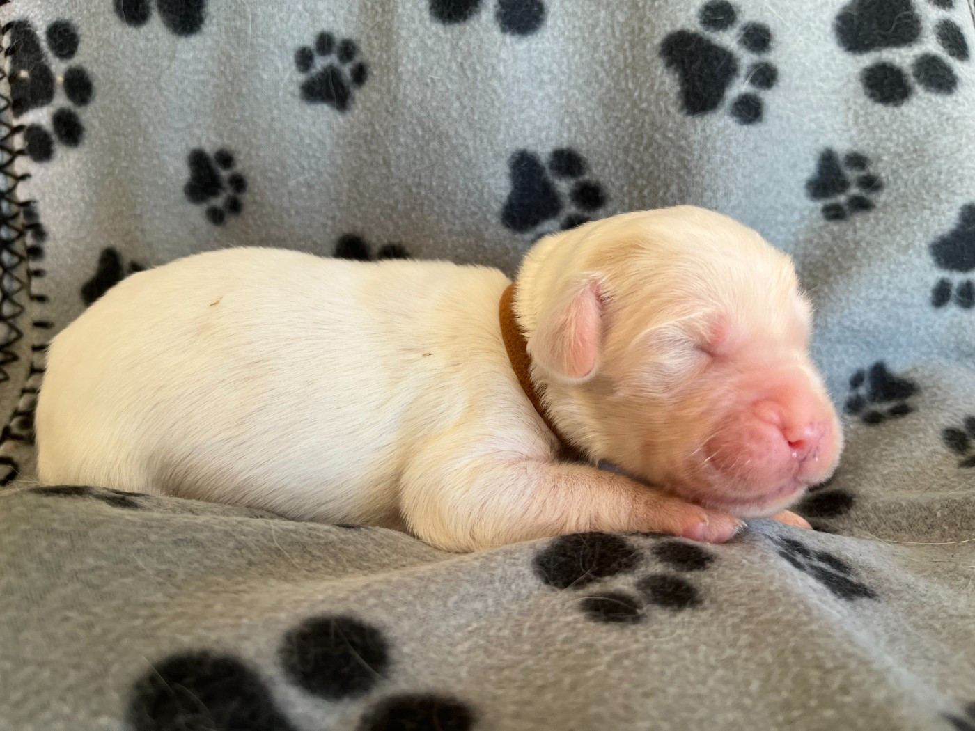 Du Terroir De Saintonge - Chiots disponibles - Setter Anglais