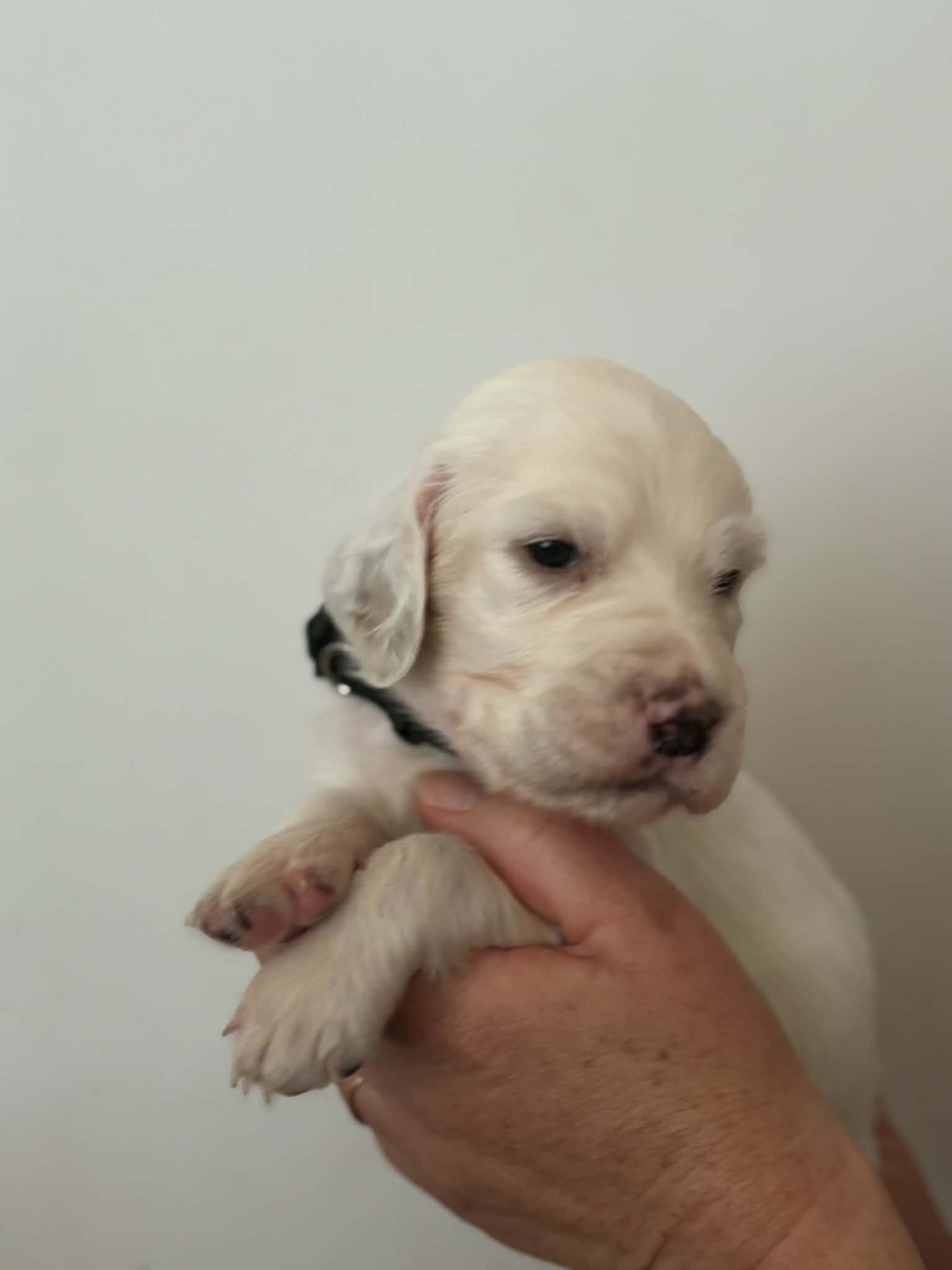 Du Terroir De Saintonge - Chiots disponibles - Setter Anglais