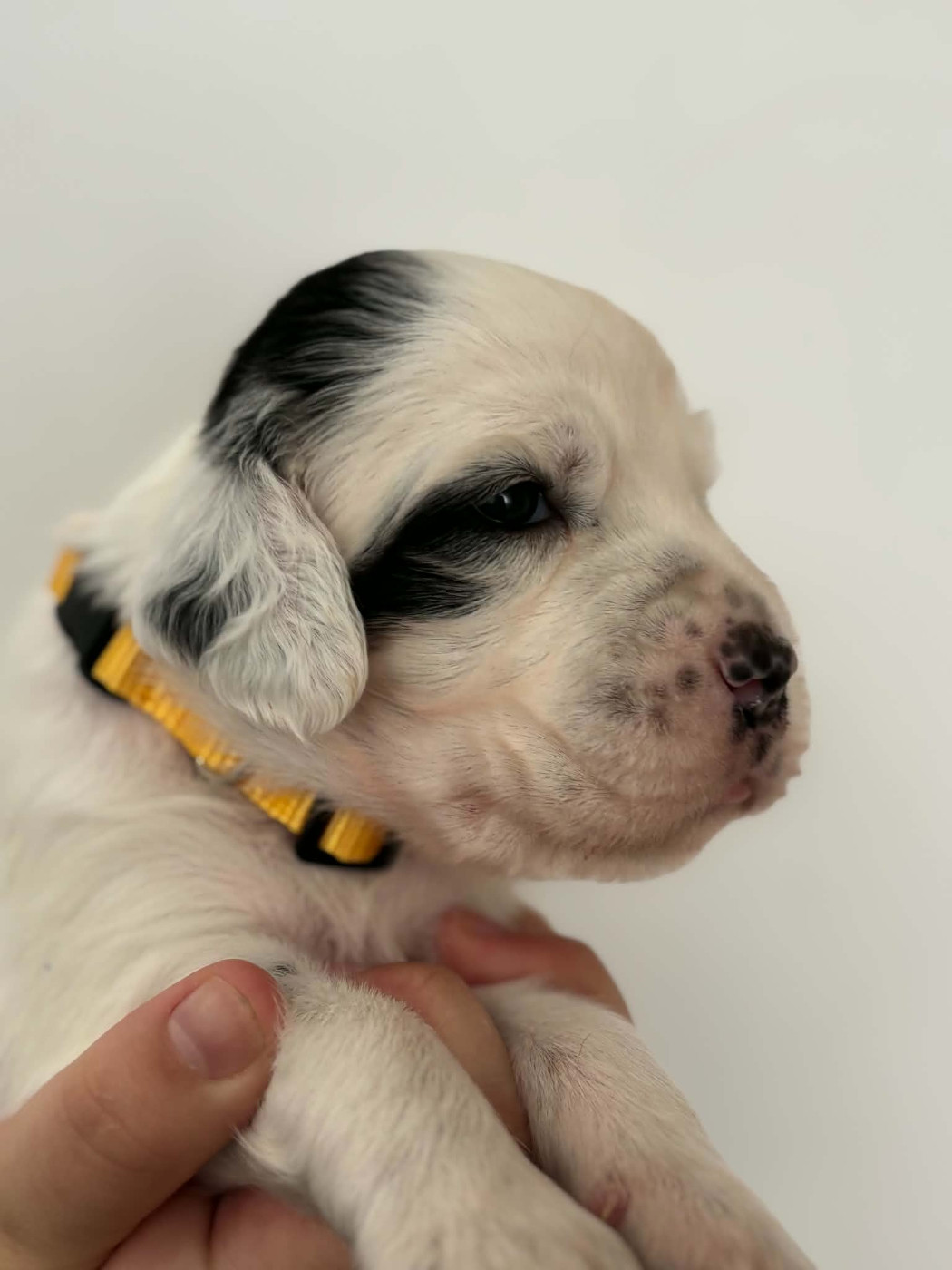 Du Terroir De Saintonge - Chiots disponibles - Setter Anglais