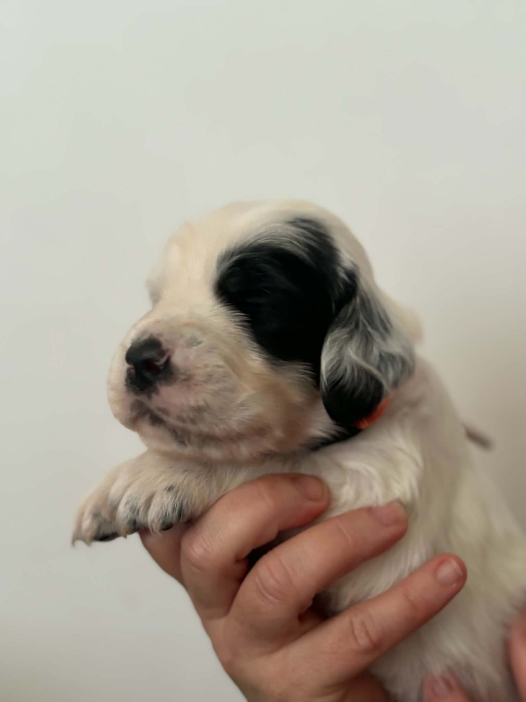 Du Terroir De Saintonge - Chiots disponibles - Setter Anglais