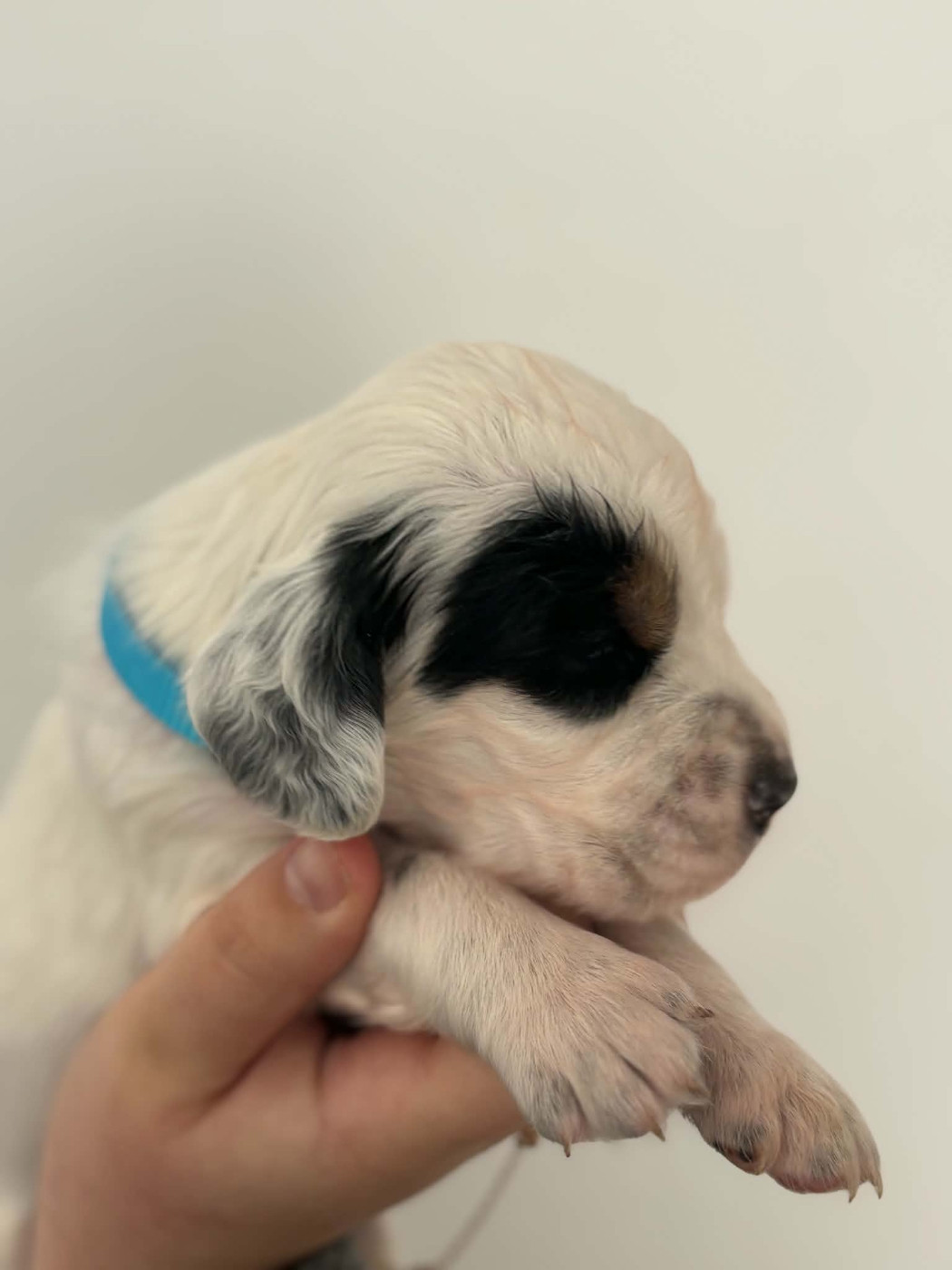 Du Terroir De Saintonge - Chiots disponibles - Setter Anglais