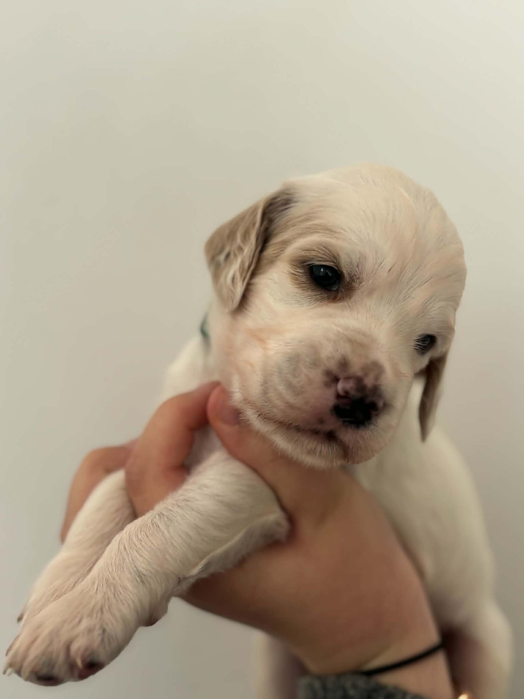 Du Terroir De Saintonge - Chiots disponibles - Setter Anglais