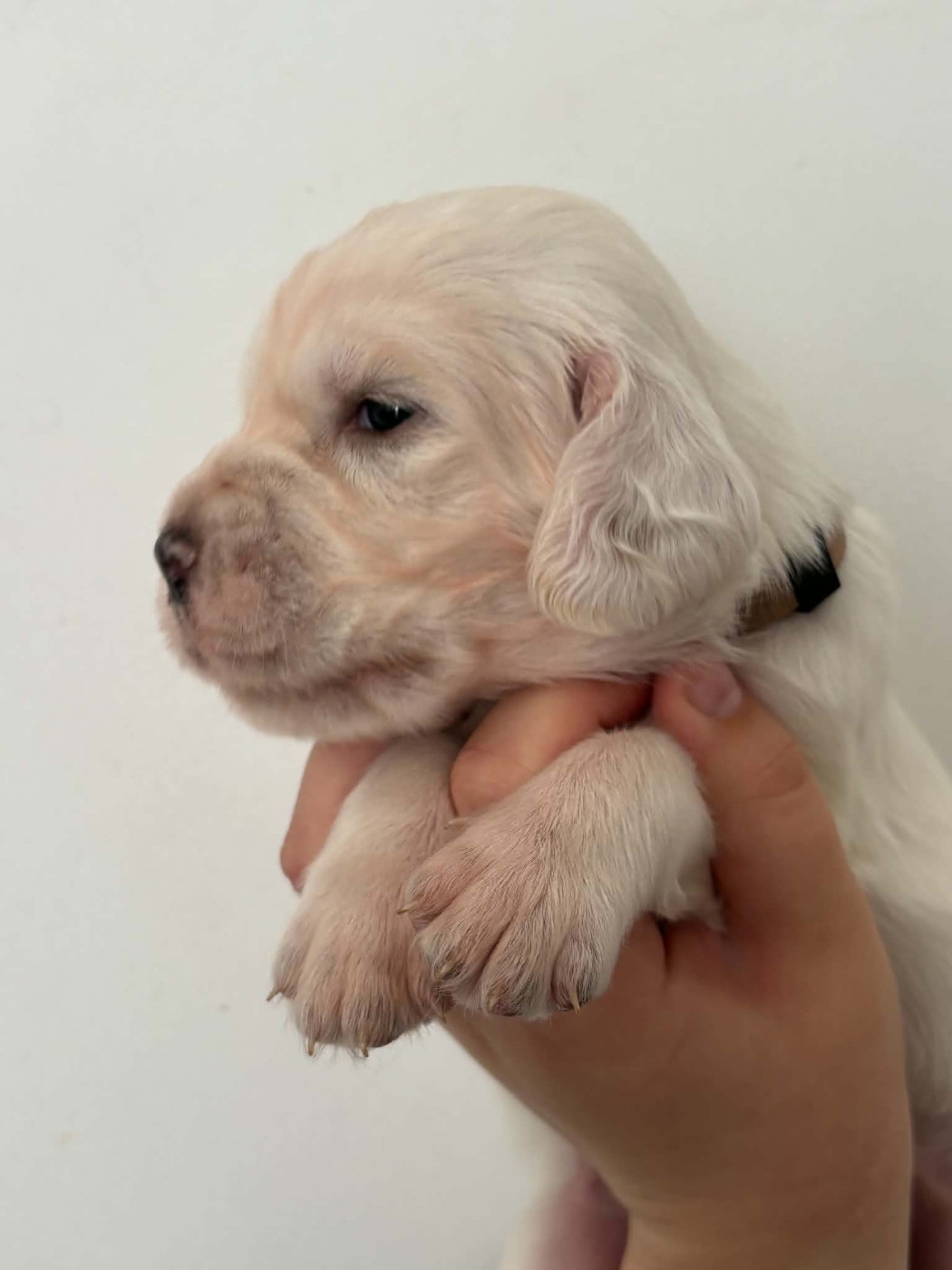 Du Terroir De Saintonge - Chiots disponibles - Setter Anglais