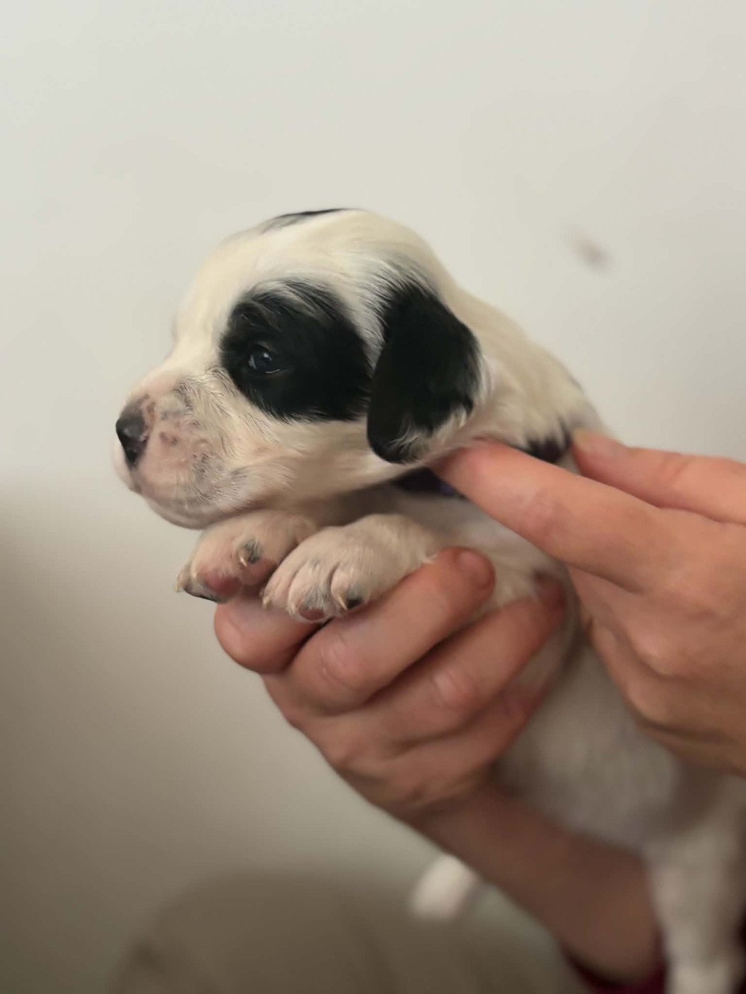 Du Terroir De Saintonge - Chiots disponibles - Setter Anglais