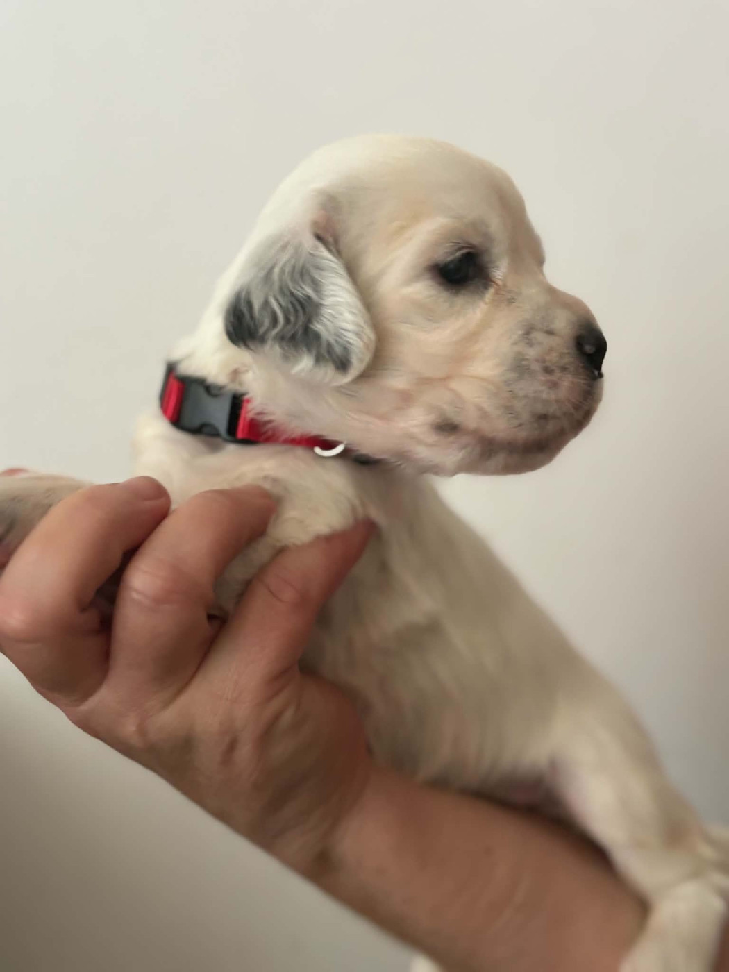 Du Terroir De Saintonge - Chiots disponibles - Setter Anglais