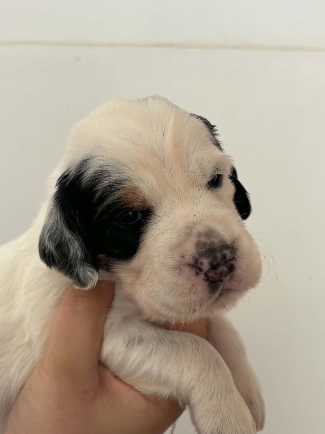 Du Terroir De Saintonge - Chiots disponibles - Setter Anglais