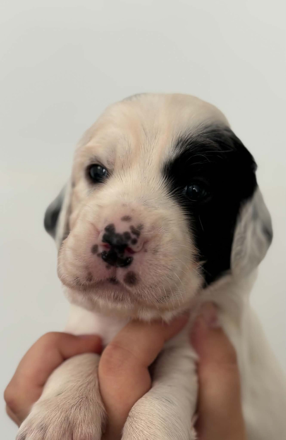 Du Terroir De Saintonge - Chiots disponibles - Setter Anglais