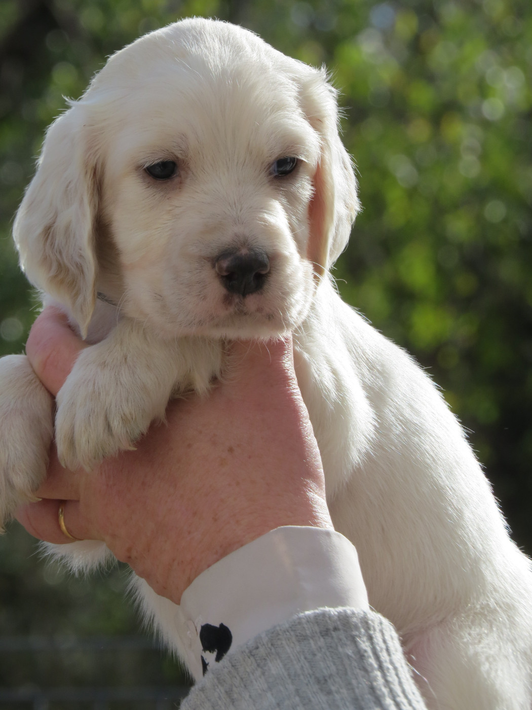 Du Terroir De Saintonge - Chiots disponibles - Setter Anglais