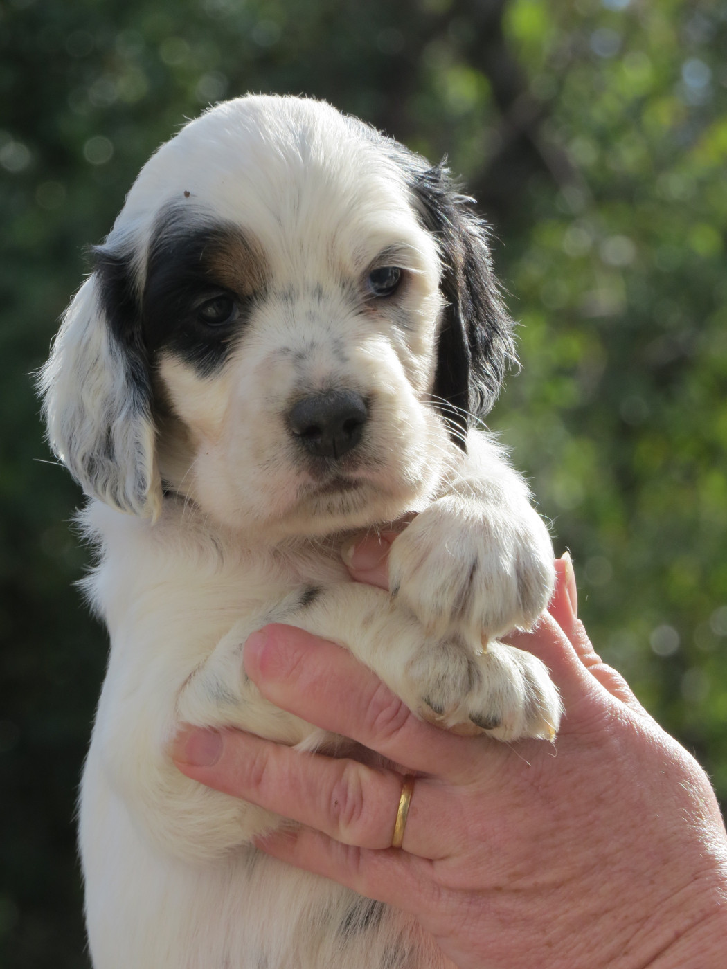 Du Terroir De Saintonge - Chiots disponibles - Setter Anglais