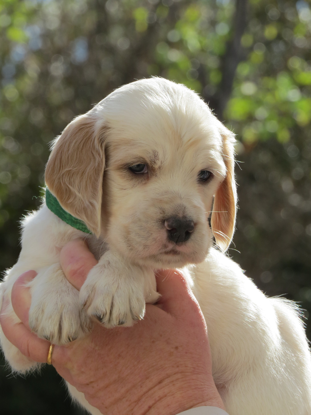 Du Terroir De Saintonge - Chiots disponibles - Setter Anglais