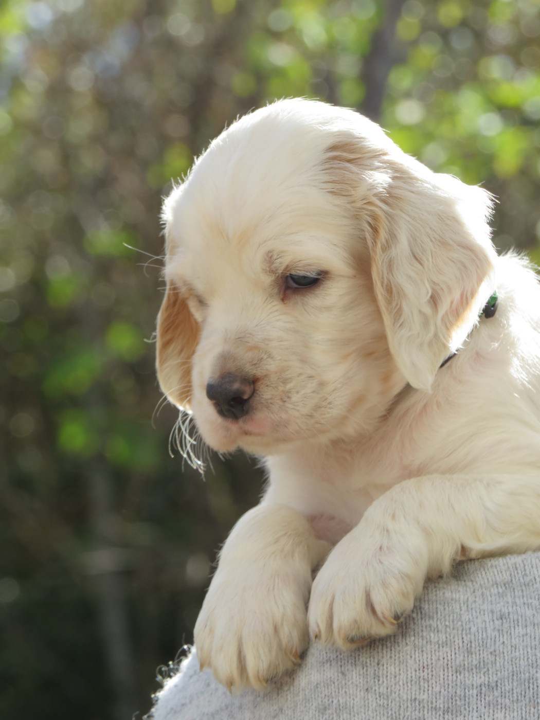 Du Terroir De Saintonge - Chiots disponibles - Setter Anglais