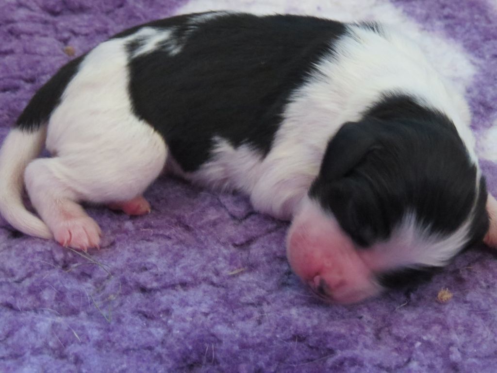 Du Terroir De Saintonge - Chiots disponibles - Setter Anglais
