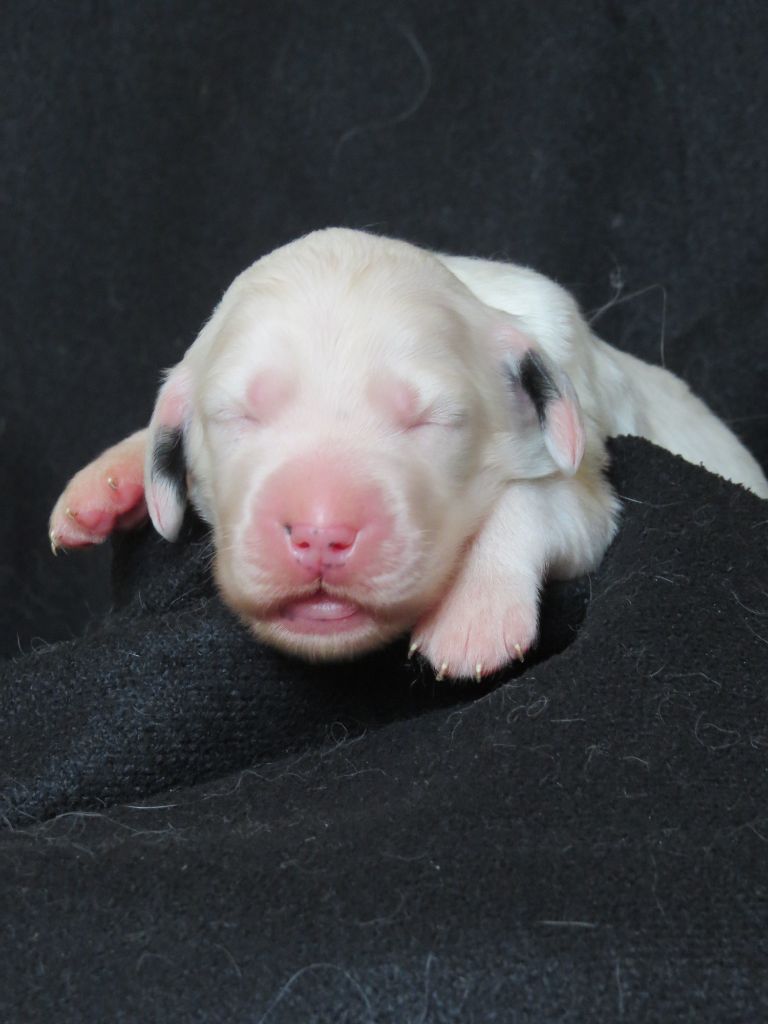 Du Terroir De Saintonge - Chiots disponibles - Setter Anglais