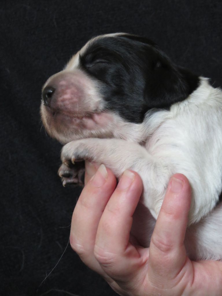 Du Terroir De Saintonge - Chiots disponibles - Setter Anglais