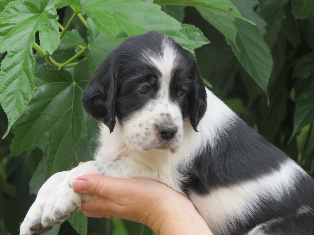 Du Terroir De Saintonge - Chiots disponibles - Setter Anglais