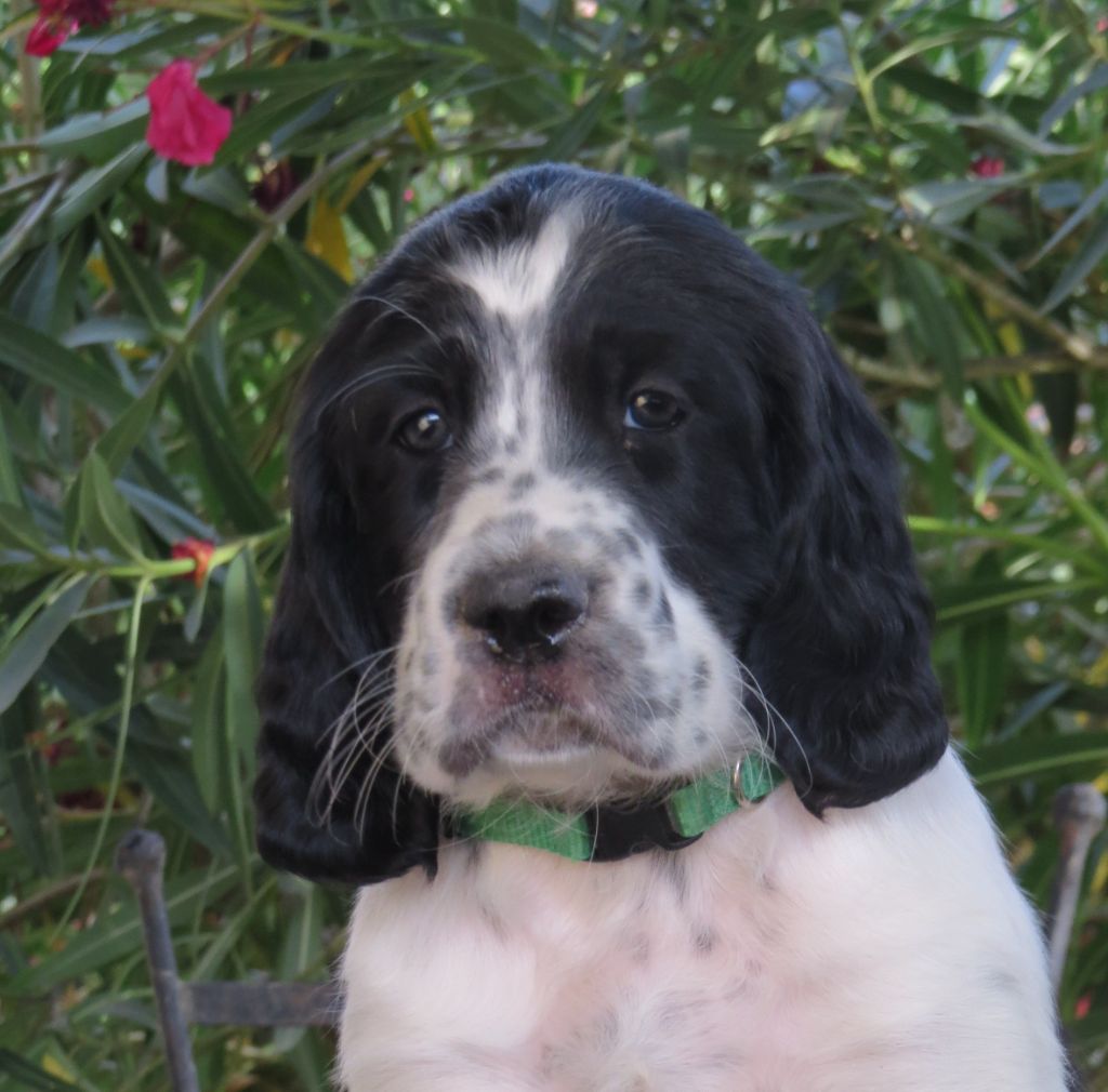 Du Terroir De Saintonge - Chiots disponibles - Setter Anglais