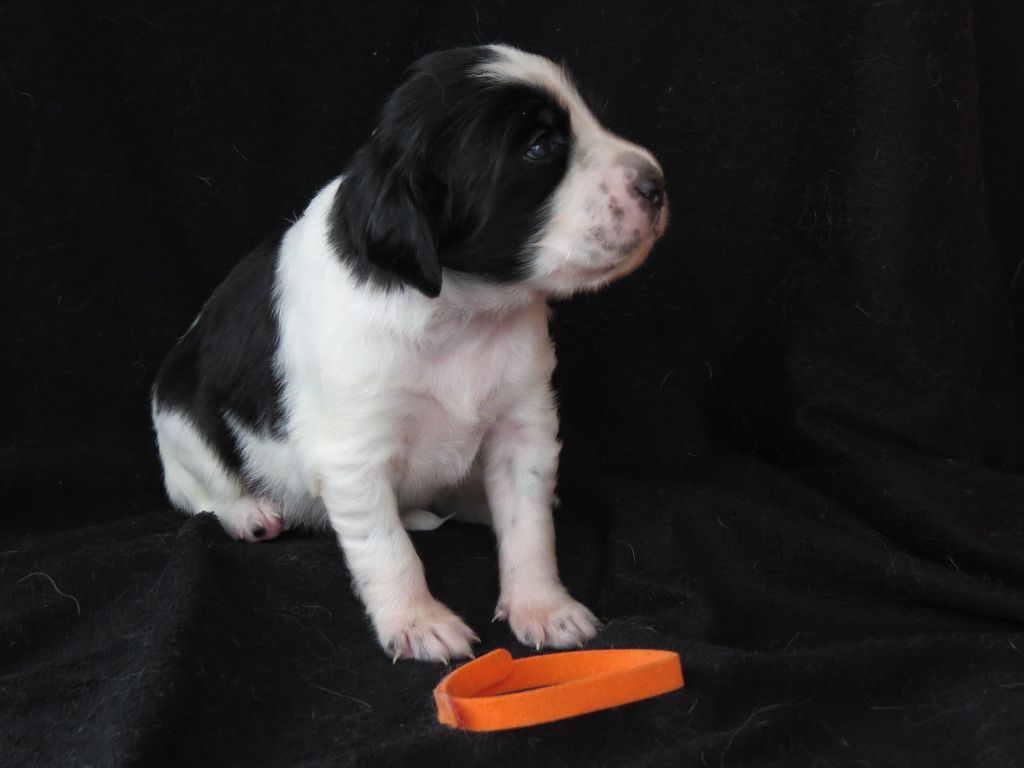Du Terroir De Saintonge - Chiots disponibles - Setter Anglais