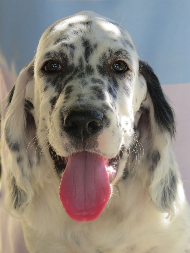 Chiot Setter Anglais Du Terroir De Saintonge