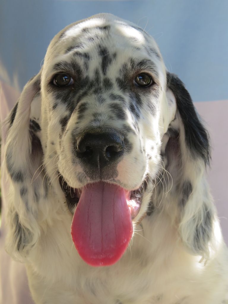Du Terroir De Saintonge - Chiots disponibles - Setter Anglais
